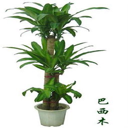 精致之選 國產巴西木（150mm盆）——綠意盎然的理想禮品花卉